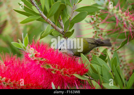 Tennessee Warbler - Bottlebrush Blüte Leiothlypis Peregrina Golfküste von Texas, USA BI027752 Stockfoto