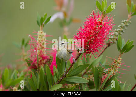 Tennessee Warbler - Bottlebrush Blüte Leiothlypis Peregrina Golfküste von Texas, USA BI027755 Stockfoto