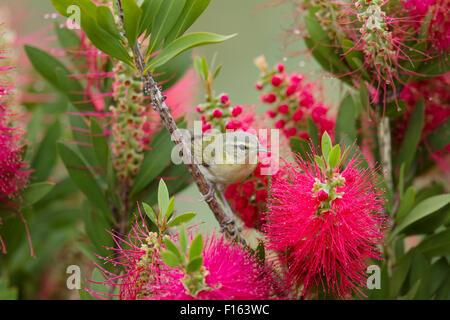 Tennessee Warbler - Bottlebrush Blüte Leiothlypis Peregrina Golfküste von Texas, USA BI027759 Stockfoto