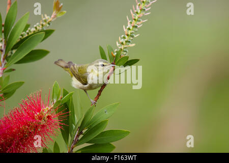 Tennessee Warbler - Bottlebrush Blüte Leiothlypis Peregrina Golfküste von Texas, USA BI027760 Stockfoto