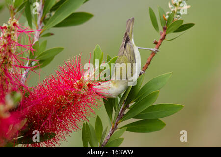 Tennessee Warbler - Bottlebrush Blüte Leiothlypis Peregrina Golfküste von Texas, USA BI027761 Stockfoto