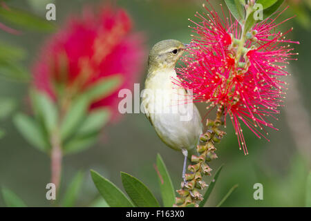 Tennessee Warbler - Bottlebrush Blüte Leiothlypis Peregrina Golfküste von Texas, USA BI027762 Stockfoto