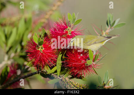 Orange-gekrönter Laubsänger - Bottlebrush Blüte Vermivora Celata Golfküste von Texas, USA BI027765 Stockfoto