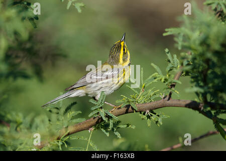 Townsends Warbler - auf Migration Setophaga Townsendi Golf Küste von Texas, USA BI027776 Stockfoto