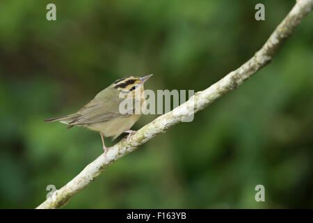 Wurm-Essen Warbler - Migration Helmitheros Vermivorum Golfküste von Texas, USA BI027804 Stockfoto