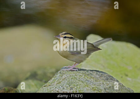 Wurm-Essen Warbler - Migration Helmitheros Vermivorum Golfküste von Texas, USA BI027806 Stockfoto