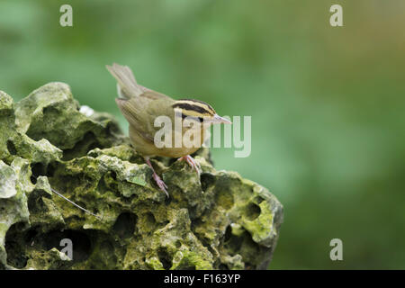 Wurm-Essen Warbler - Migration Helmitheros Vermivorum Golfküste von Texas, USA BI027808 Stockfoto