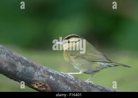 Wurm-Essen Warbler - Migration Helmitheros Vermivorum Golfküste von Texas, USA BI027817 Stockfoto