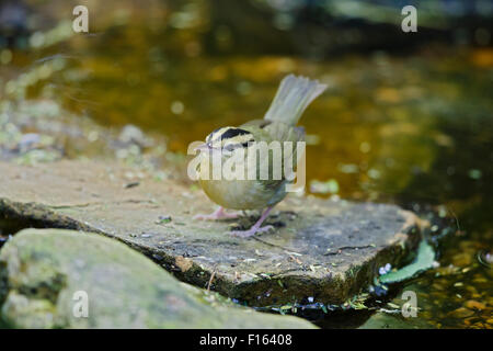 Wurm-Essen Warbler - Migration Helmitheros Vermivorum Golfküste von Texas, USA BI027819 Stockfoto