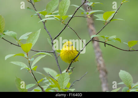 Schnäpperrohrsänger - männlich auf Migration Setophaga Petechia Golf Küste von Texas, USA BI027822 Stockfoto