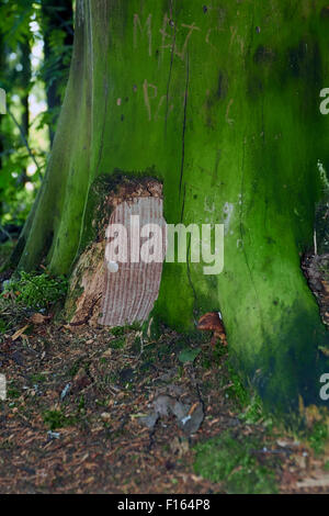 geheime Miniatur Tür auf Baum Stockfoto