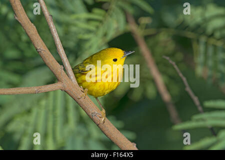 Schnäpperrohrsänger - männlich auf Migration Setophaga Petechia Golf Küste von Texas, USA BI027847 Stockfoto