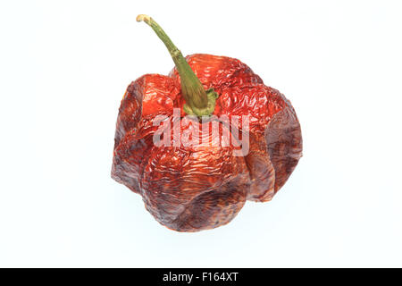 trockene Chili Bhut-Jolokia oder Naga Jolokia Chili, eines der heißesten chili Stockfoto