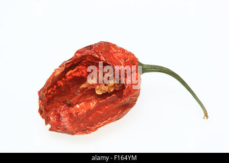 trockene Chili Bhut-Jolokia oder Naga Jolokia Chili, eines der heißesten chili Stockfoto