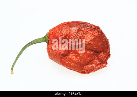 trockene Chili Bhut-Jolokia oder Naga Jolokia Chili, eines der heißesten chili Stockfoto