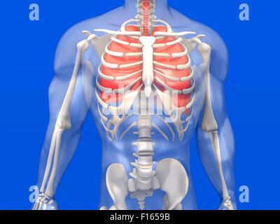 3D Visualisierung der menschlichen Anatomie. Die Lunge in einem halbtransparenten erwachsenen männlichen Körper. Stockfoto