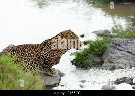Leopard (Panthera Pardus) trinken, Masai Mara National Reserve, Narok County, Kenia Stockfoto