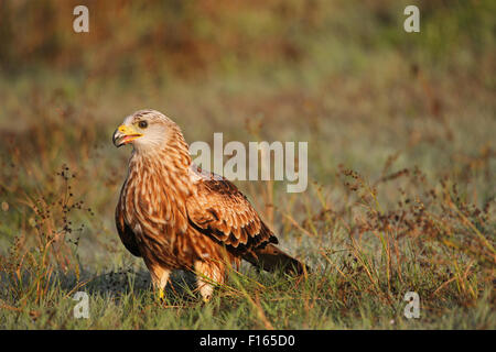 Rotmilan (Milvus Milvus), Erwachsene in den Rasen mit Morgentau, Allgäu, Bayern, Deutschland Stockfoto