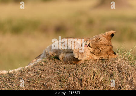 Löwenjunges (Panthera Leo) im Abendlicht auf eine Termite Mound, Masai Mara National Reserve, Narok County, Kenia Stockfoto