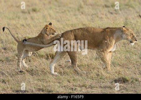 Löwe (Panthera Leo) Cub spielt mit seiner Mutter, Masai Mara National Reserve, Narok County, Kenia Stockfoto