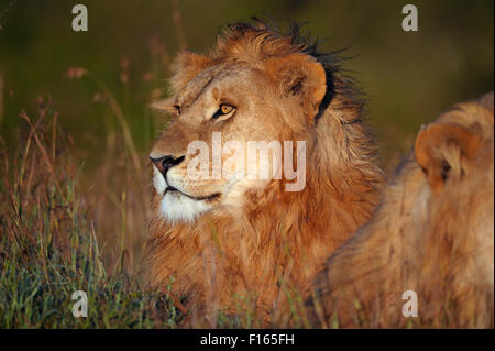 Nass, männliche Löwe (Panthera Leo) am Narok County Sonnenaufgang, Masai Mara National Reserve, Kenia Stockfoto