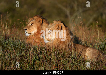 Zwei nasse, männlichen Löwen (Panthera Leo) am Narok County Sonnenaufgang, Masai Mara National Reserve, Kenia Stockfoto