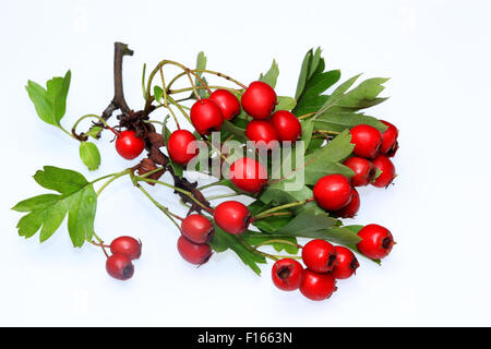 Weißdornbeeren Reifung Stockfoto