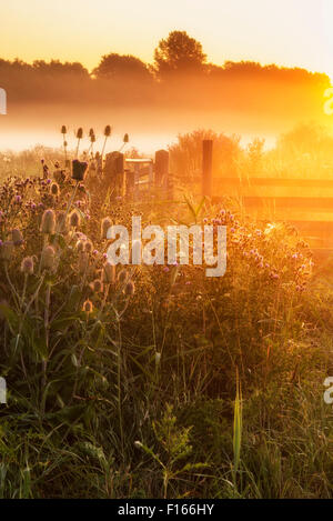 Wunderschönen Sonnenaufgang Landschaft über nebligen englische Landschaft mit glühenden Sonne Stockfoto