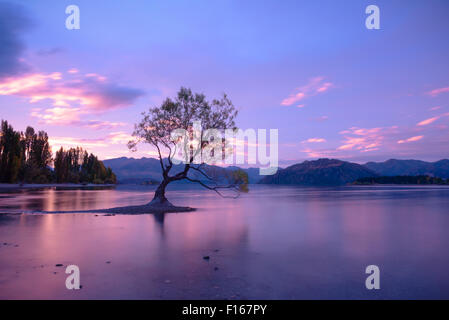 Einsamer Baum am Lake Wanaka bei Sonnenuntergang Stockfoto