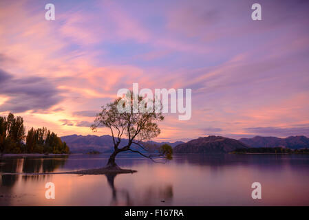 Einsamer Baum am Lake Wanaka bei Sonnenuntergang Stockfoto