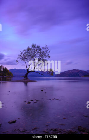 Einsamer Baum am Lake Wanaka bei Sonnenuntergang Stockfoto