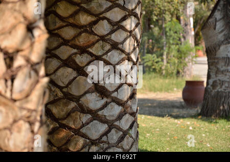 Rinde des Baumstamm der Palme mit anderen Bäumen im Hintergrund Stockfoto