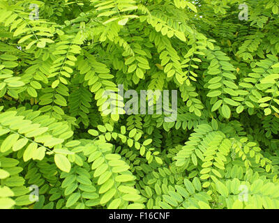 Kleine, blasse, helle grüne Blätter der Akazie über den Rahmen. Selektiven Fokus Stockfoto