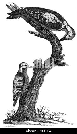 Graviert Illustration mit dem Titel "Mitte spotted WOODPECKER damit entdeckt W' entnommen"British Zoology"von Thomas Pennant (1726-179 Stockfoto