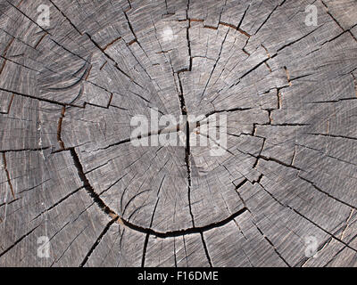 Draufsicht auf einen Baum. Alten stumpf grau mit großen Risse Closeup im Sonnenlicht. Stockfoto