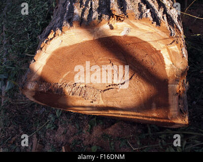 Gefällte Baumstamm Closeup, beleuchtet von der hellen Sonne mit Schatten auf einem frisch geschnittenen Stiel. Stockfoto