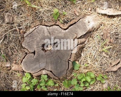 Draufsicht auf eine alte stumpf geschnittenen Baum gekracht und faulen Kern. Rund um den Stumpf Trockenrasen und ein paar grüne Pflanzen Stockfoto