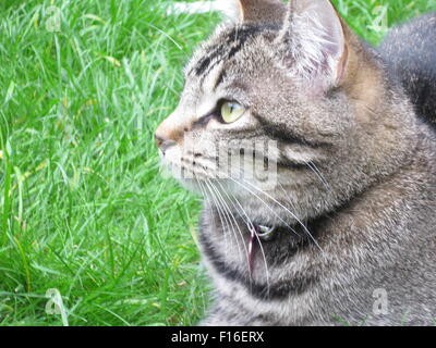 Katze im Garten Stockfoto