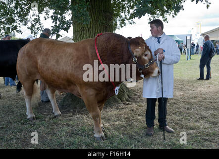 Die Bucks County Show, UK. 27. August 2015.  Ein Stier auf dem Display. Bildnachweis: Scott Carruthers/Alamy Live-Nachrichten Stockfoto