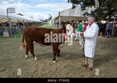 Die Bucks County Show, Aylesbury, UK. 27. August 2015. Einen ersten Preis Bull auf Anzeigen Credit: Scott Carruthers/Alamy Live News Stockfoto