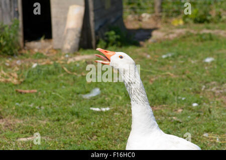 Kanadagans (Branta Canadensis) auf Bauernhof schützt junge Gosling in französischen Landschaft Zischen Stockfoto