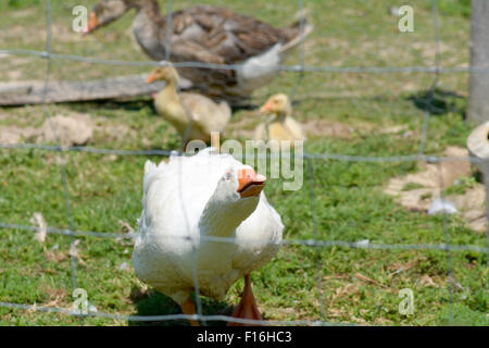 Kanadagans (Branta Canadensis) auf Bauernhof schützt junge Gosling in französischen Landschaft Zischen Stockfoto