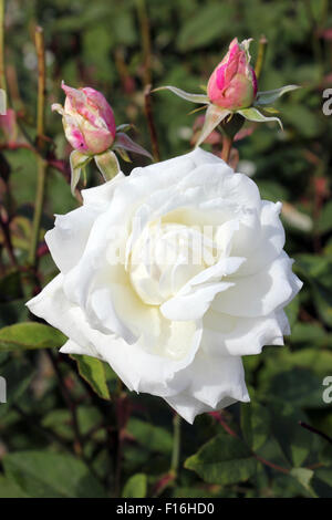 Rosa ' Susan Williams-Ellis' Stockfoto