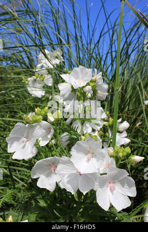 Weißer Moschusmalve Malva Moschata f.alba Stockfoto