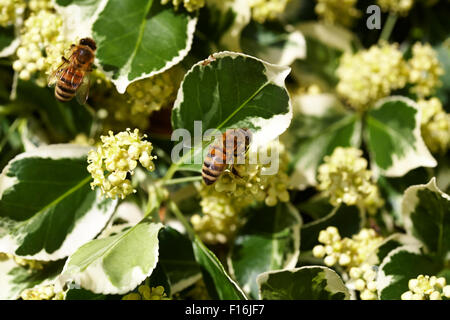 Honig-Arbeiter-Bienen-Apis Mellifera Stockfoto
