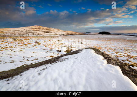 Braune Willy im Schnee; Bodmin Moor; Cornwall; UK Stockfoto