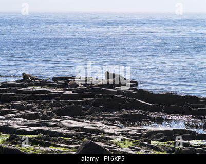 dh Seehunde Robben UK gemeinsamen Hafen versiegeln und Welpen uk auf Felsen North Ronaldsay Stockfoto