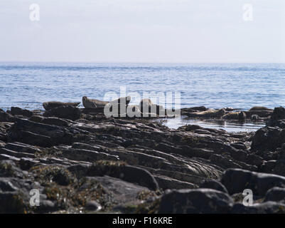 dh Seehunde Robben UK gemeinsamen Hafen versiegeln und Welpen uk auf Felsen North Ronaldsay rock Stockfoto