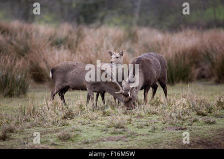 Sika Hirsche; Cervus Nippon drei einschließlich Hirsch Devon; UK Stockfoto