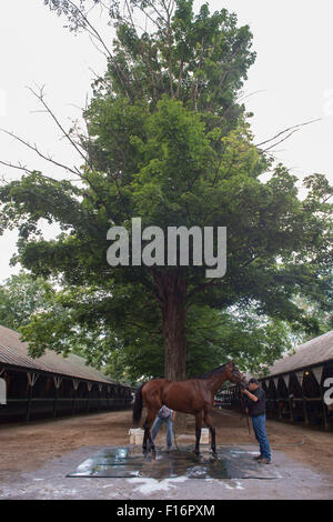 Saratoga Springs, New York, USA. 27. August 2015. Gewinner der Triple Crown amerikanisches PHAROAH, trainiert von BOB BAFFERT, erstrahlt heute Vormittag vor diesem Samstag 146. Travers Stakes bei Saratoga Race Course, Donnerstag, 27. August 2015. © Bryan Smith/ZUMA Draht/Alamy Live-Nachrichten Stockfoto